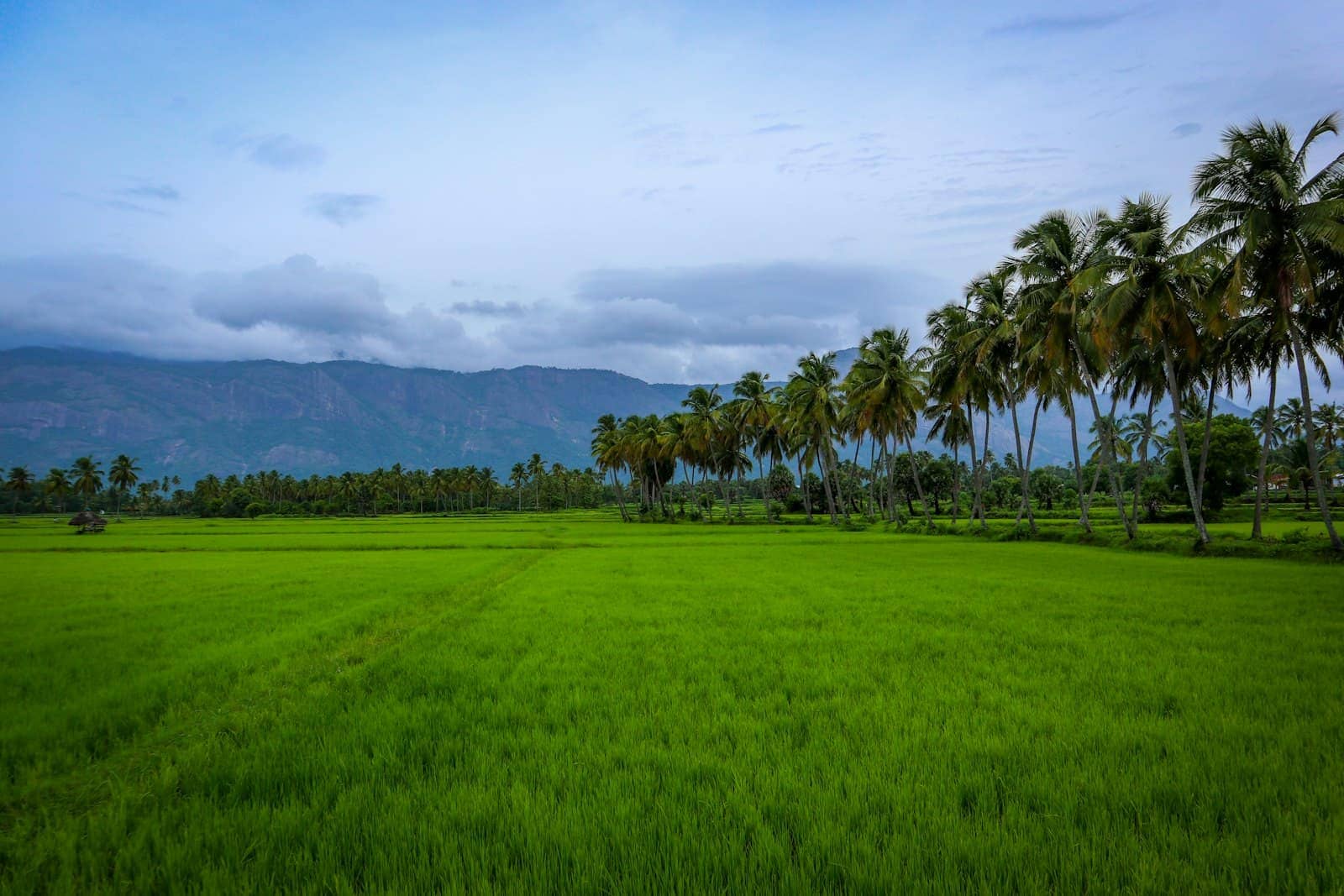 Green Kerala land under an open sky (Reference image, not a CHAYP project)