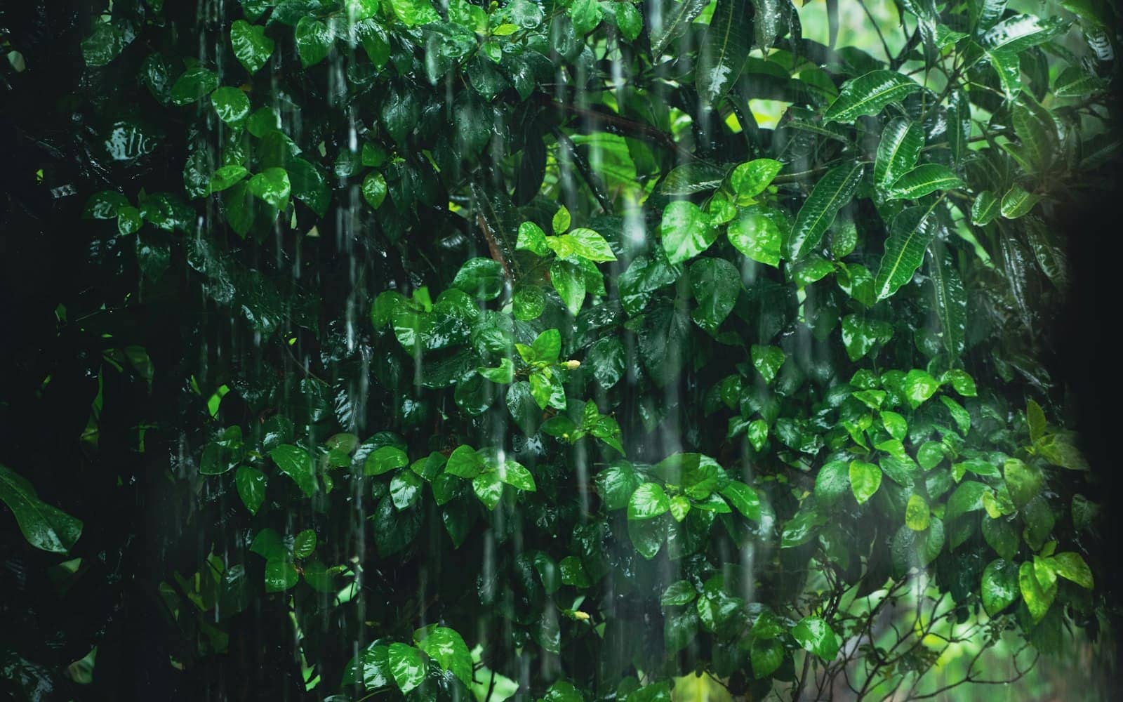 Monsoon rain on green leaves (Reference image)
