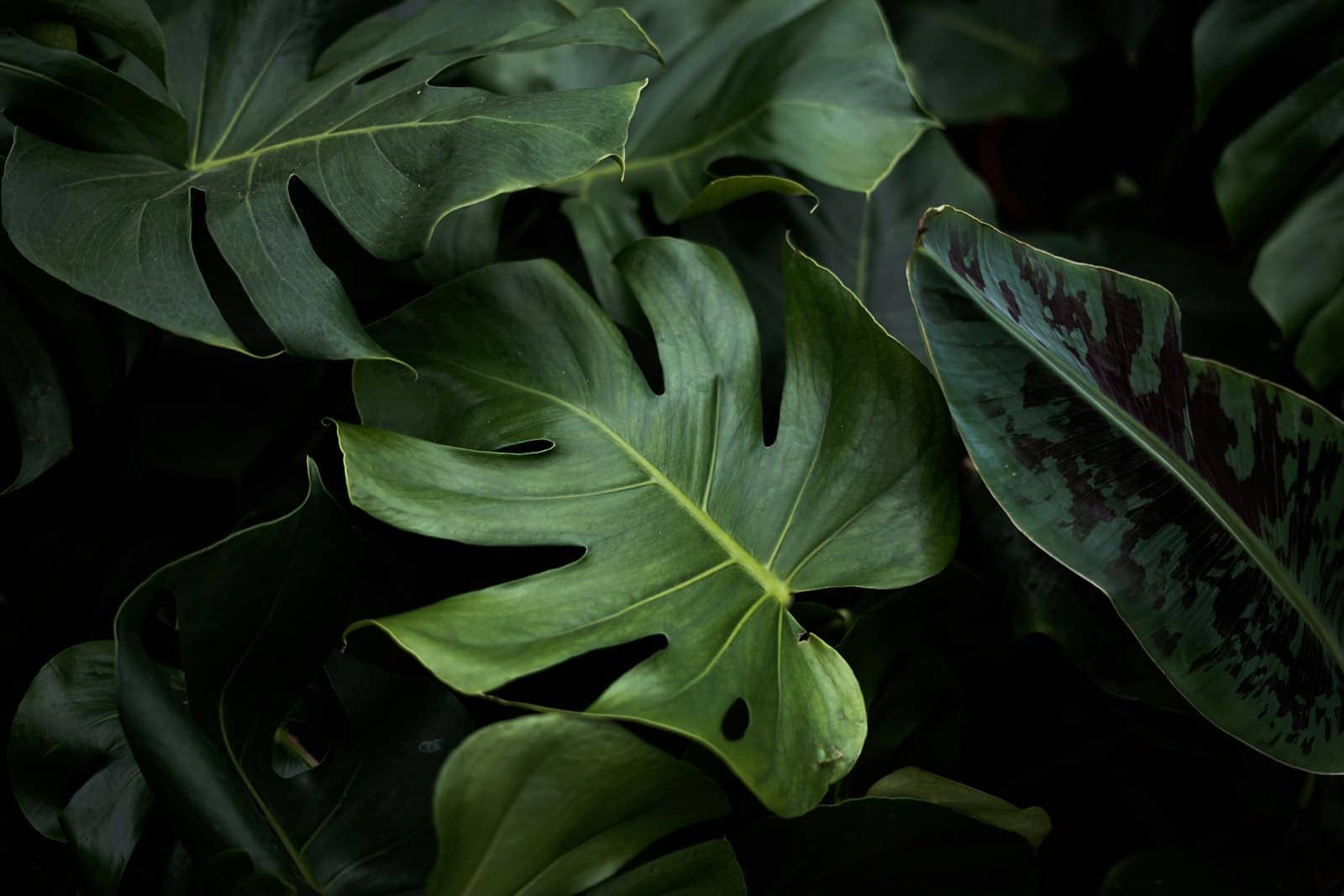 Tropical monstera foliage (Reference image, not a CHAYP project)